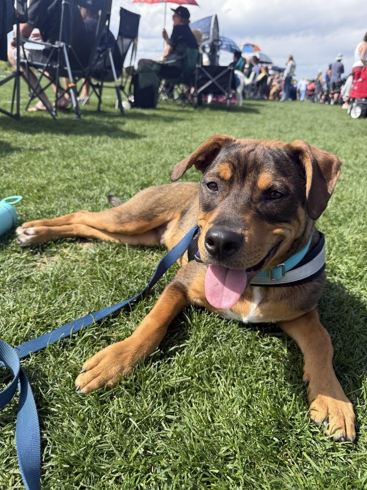 River, Adoptable, Young Male German Shepherd Dog & Labrador Retriever.