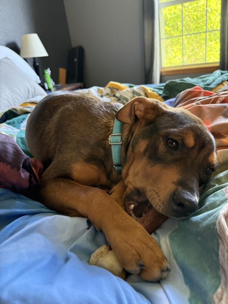 Enlarge River, a Adoptable mixed breed in Aurora, CO image 2/6
