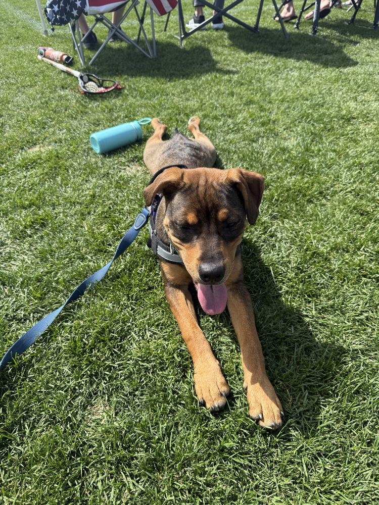 Enlarge River, a Adoptable mixed breed in Aurora, CO image 3/6