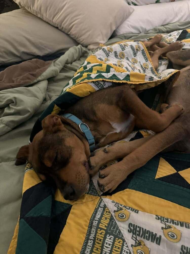 Enlarge River, a Adoptable mixed breed in Aurora, CO image 2/6