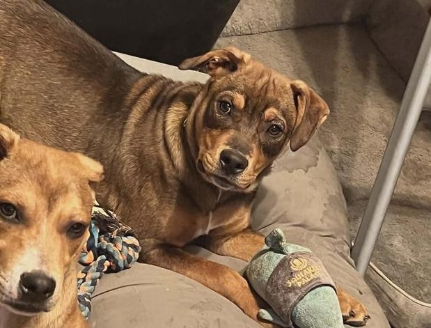 Enlarge River, a Adoptable mixed breed in Aurora, CO image 3/6