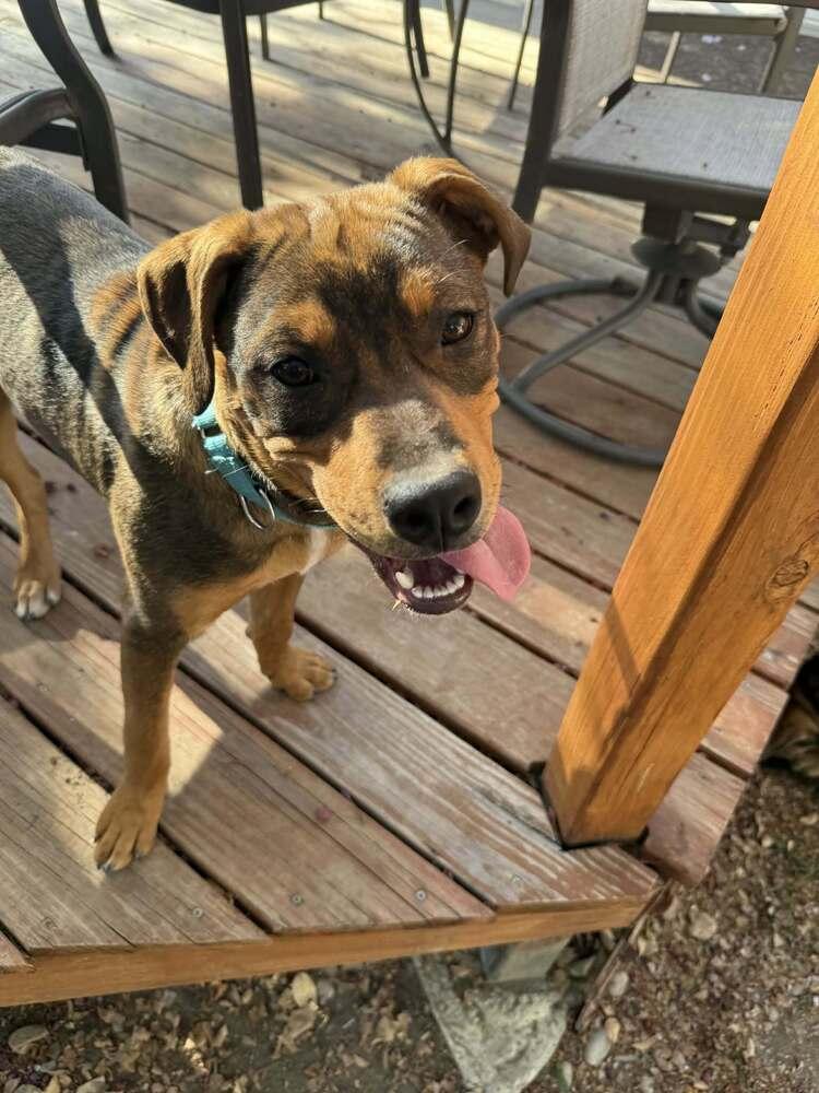 Enlarge River, a Adoptable mixed breed in Aurora, CO image 4/6