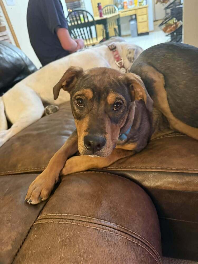 Enlarge River, a Adoptable mixed breed in Aurora, CO image 5/6