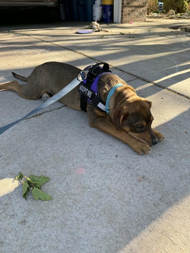 Enlarge River, a Adoptable mixed breed in Aurora, CO image 6/6
