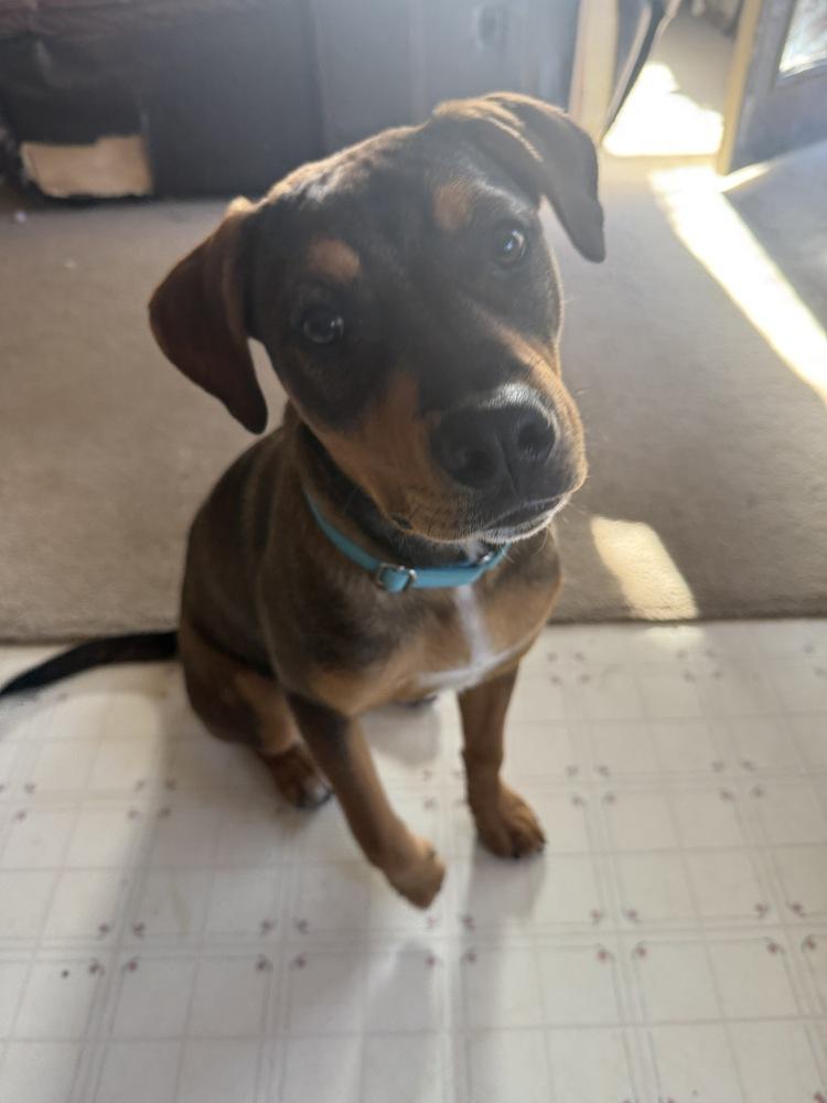 Enlarge River, a Adoptable mixed breed in Aurora, CO image 4/6