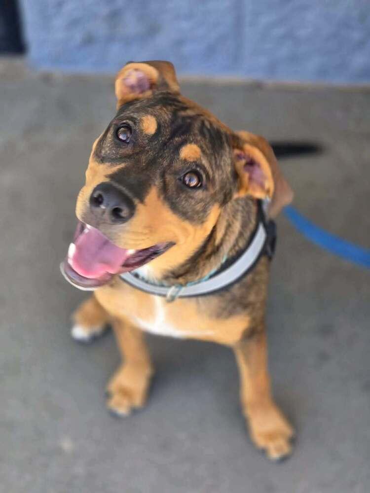 Enlarge River, a Adoptable mixed breed in Aurora, CO image 5/6