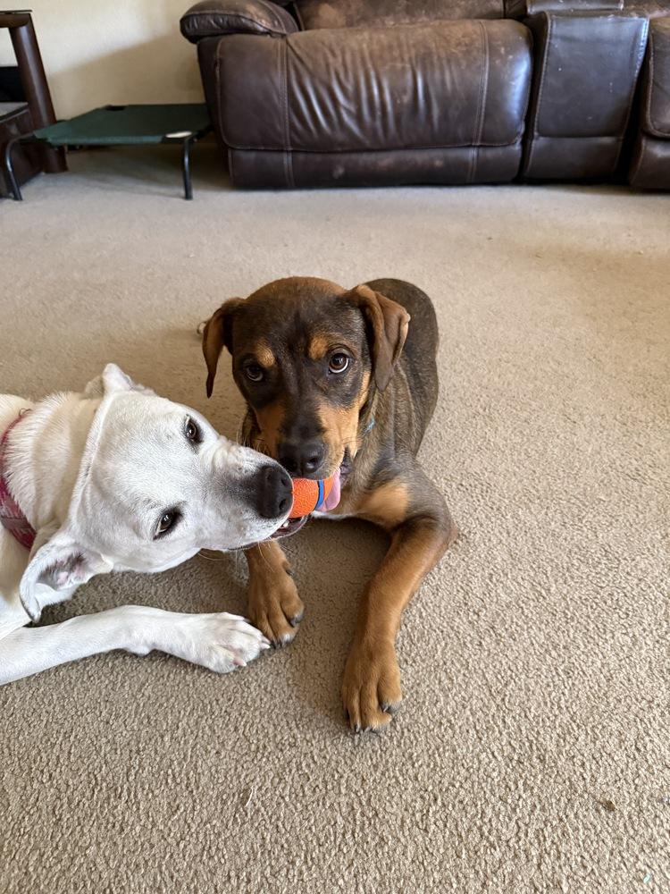 Enlarge River, a Adoptable mixed breed in Aurora, CO image 6/6