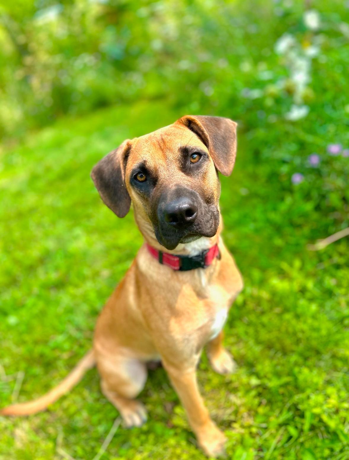 Tico, Adult Male Black Mouth Cur