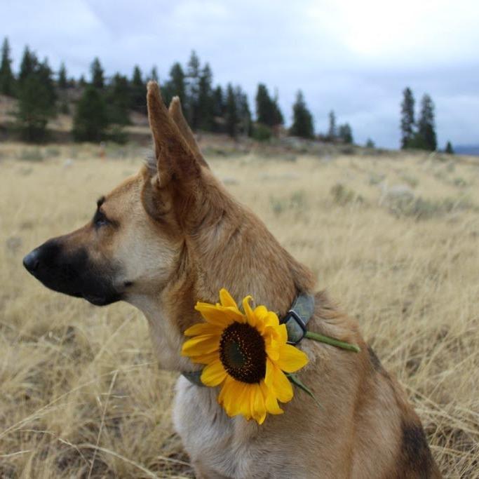 Bertie, Adoptable, Adult Female German Shepherd Dog.