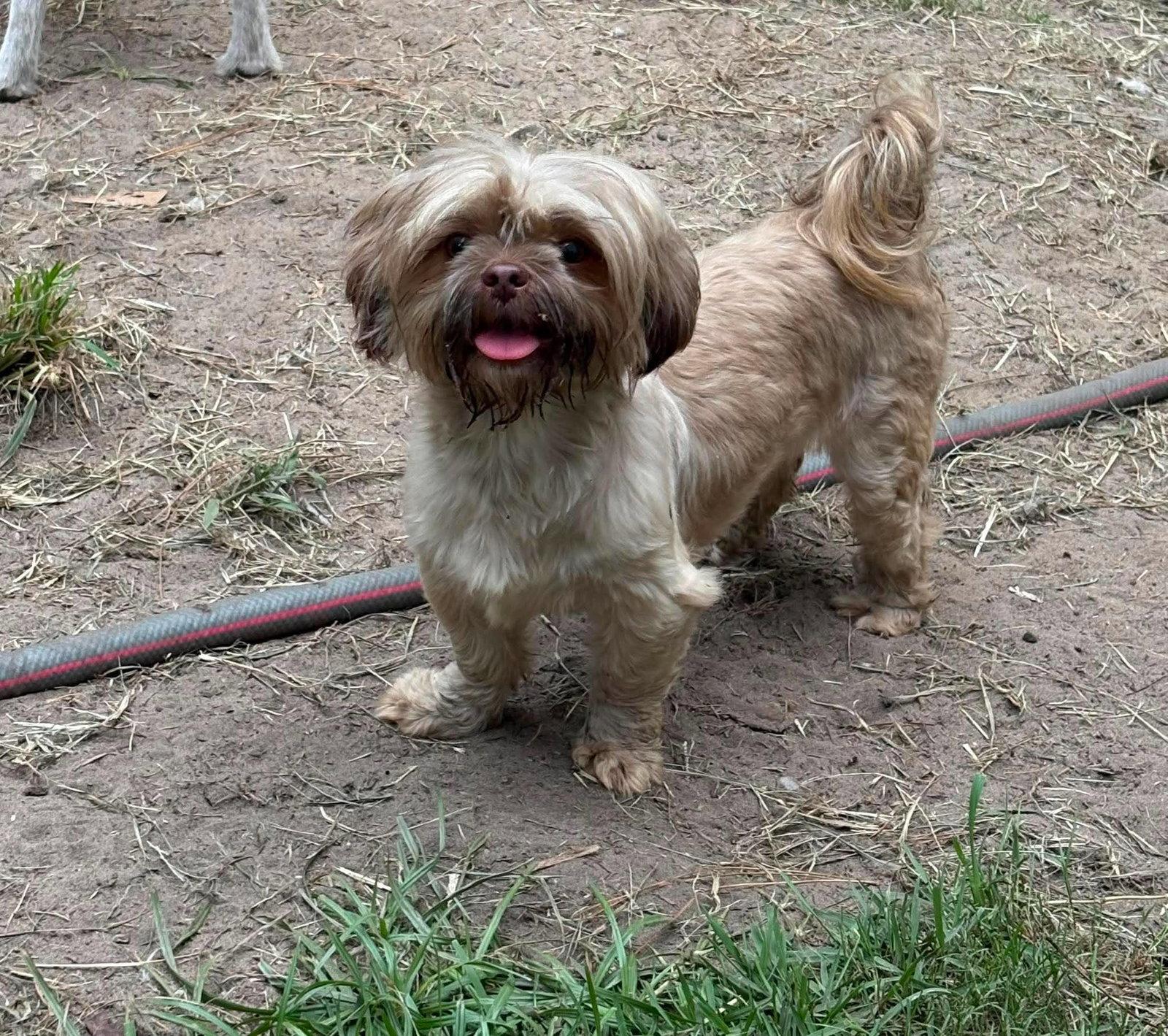 Enlarge Stacy, a Adoptable Shih Tzu in Mount Pleasant, SC image 1/1