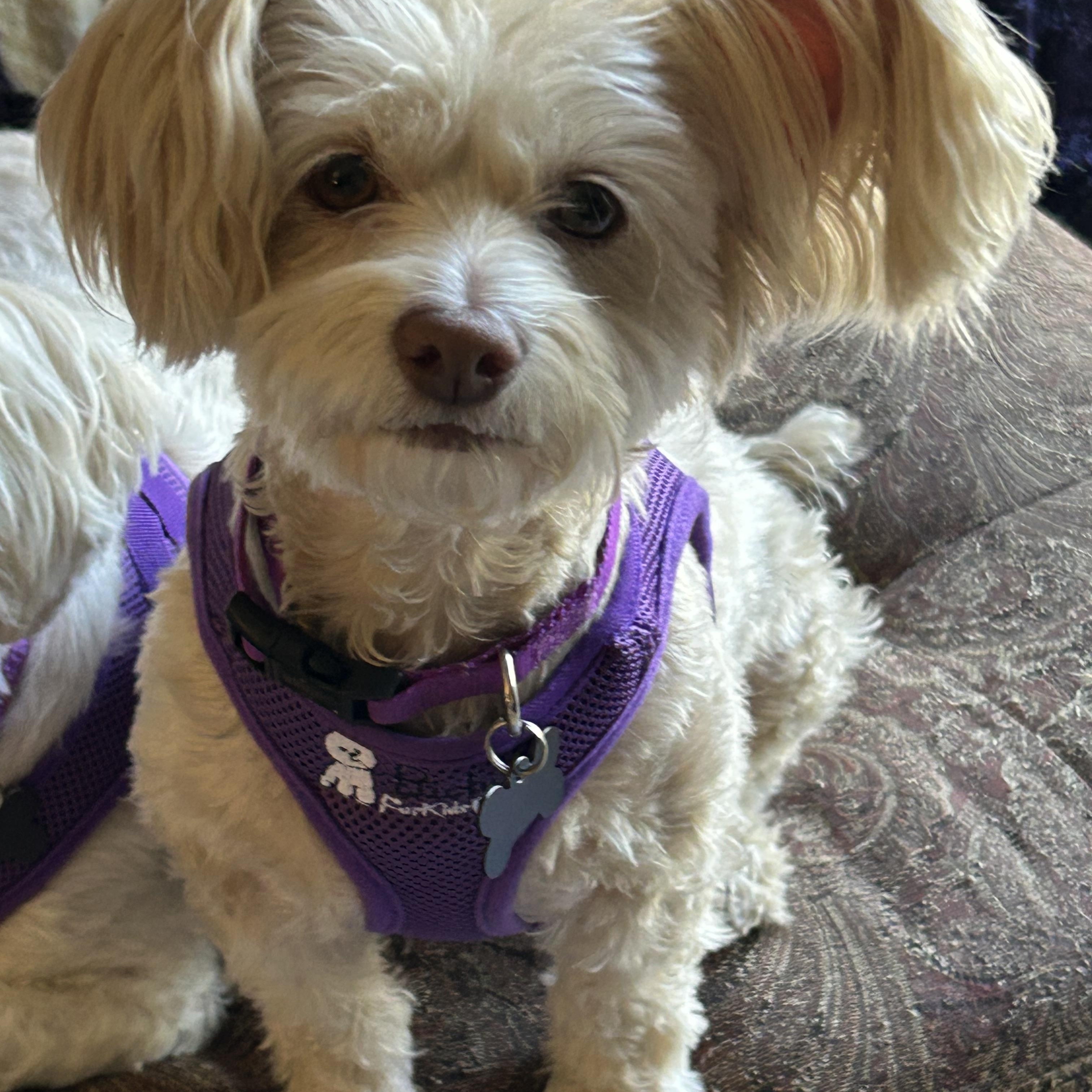 Bubbly Bailey and Noteworthy Navi, an adopted mixed breed in Carlsbad, CA image 2/3