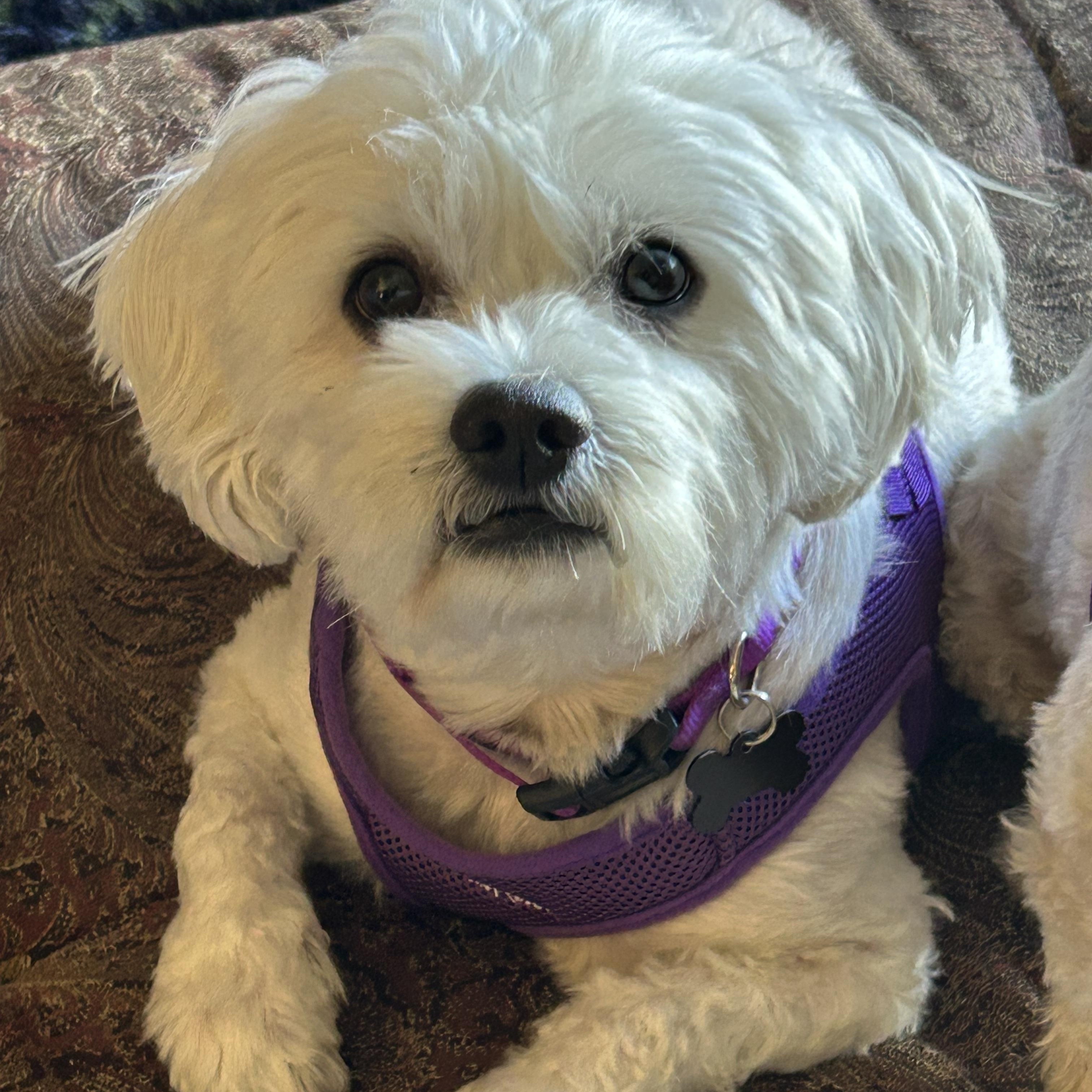 Bubbly Bailey and Noteworthy Navi, adopted, Young Female Bichon Frise & Maltese.