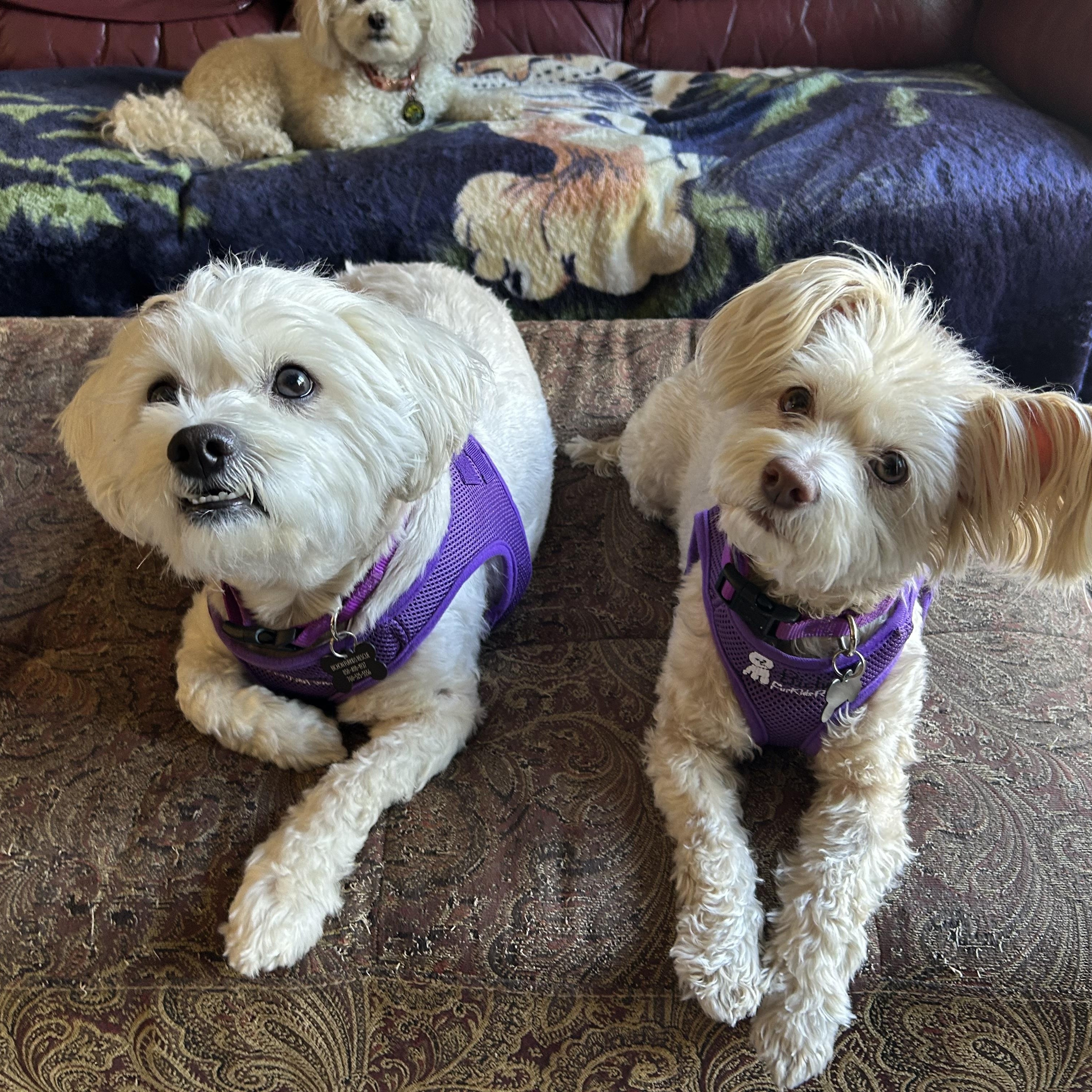 Bubbly Bailey and Noteworthy Navi, an adopted mixed breed in Carlsbad, CA image 3/3