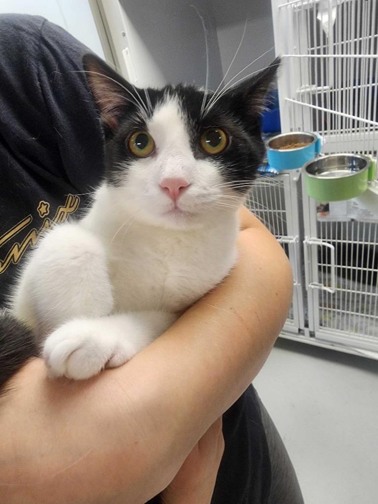 Enlarge Aladdin, a Adoptable mixed breed in New Kensington, PA image 1/6