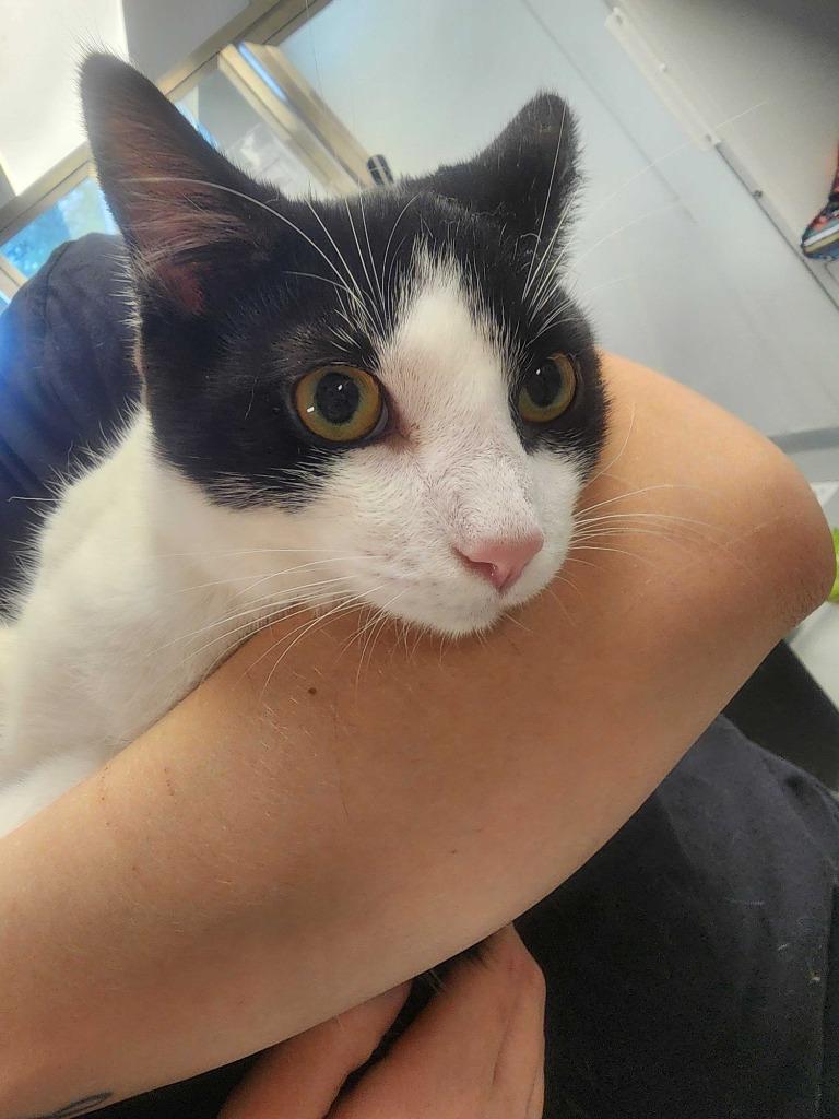 Enlarge Aladdin, a Adoptable mixed breed in New Kensington, PA image 2/6