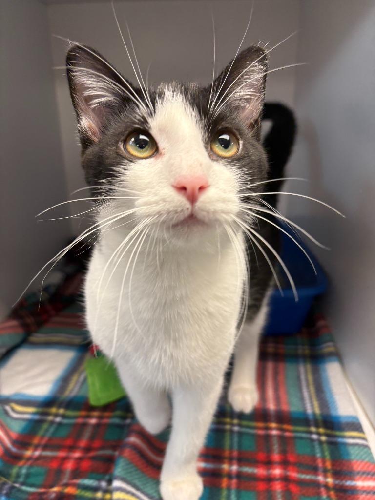 Enlarge Aladdin, a Adoptable mixed breed in New Kensington, PA image 3/6