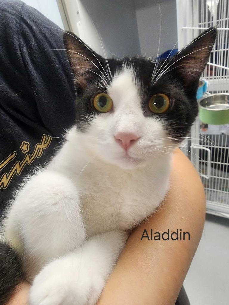 Enlarge Aladdin, a Adoptable mixed breed in New Kensington, PA image 4/6