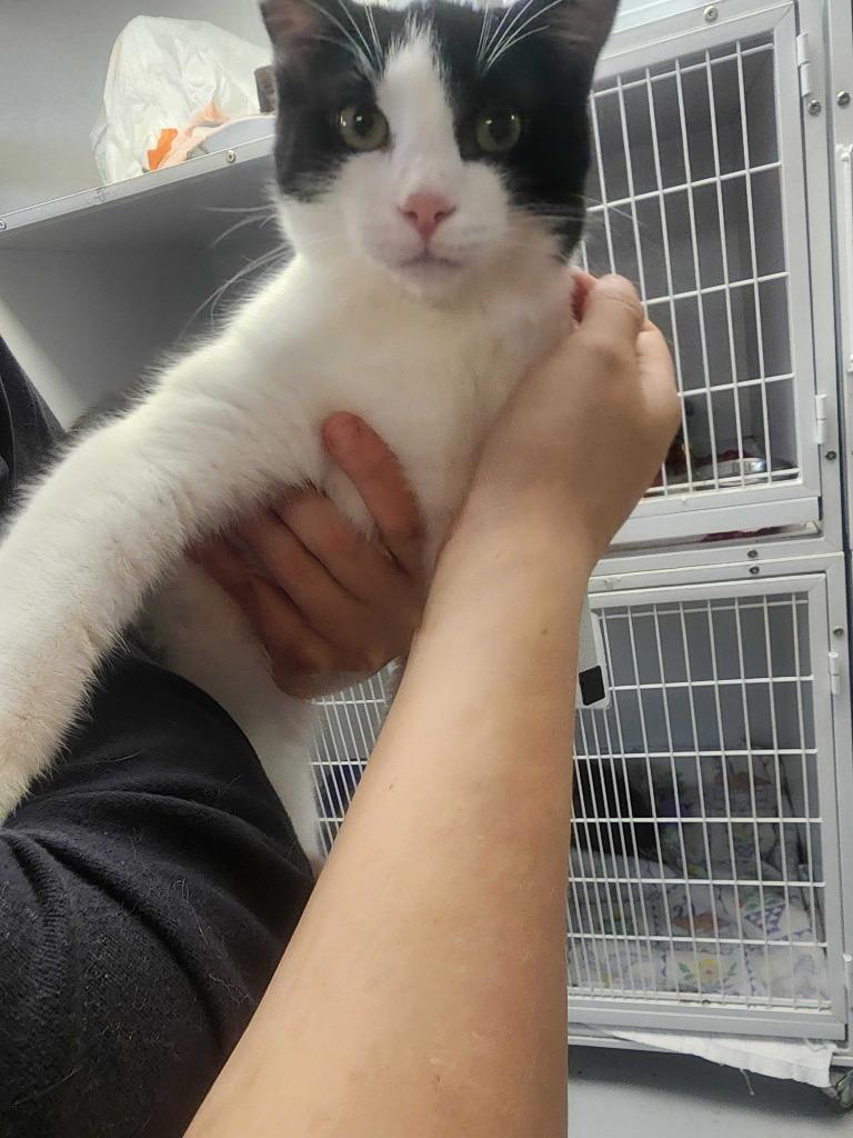 Enlarge Aladdin, a Adoptable mixed breed in New Kensington, PA image 5/6