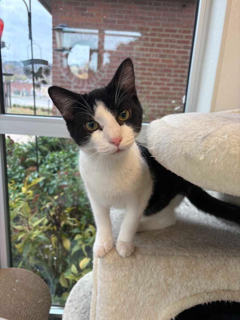 Enlarge Aladdin, a Adoptable mixed breed in New Kensington, PA image 6/6