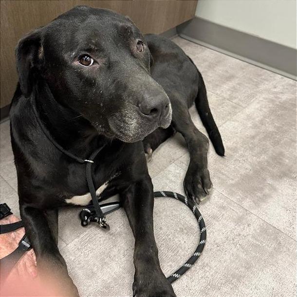 Sam, Adoptable, Adult Male Pit Bull Terrier & Labrador Retriever.