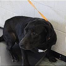 Enlarge Sam, a Adoptable mixed breed in Weatherford, TX image 2/2
