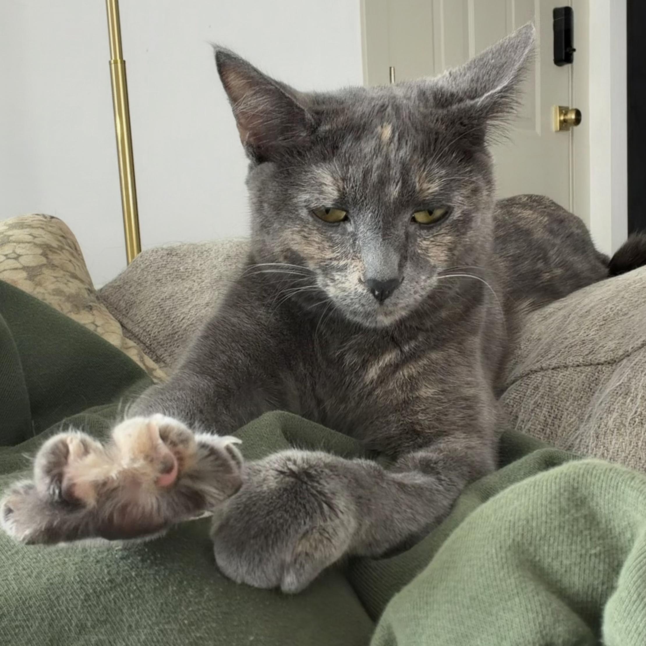Princess Peach, Adoptable, Young Female Domestic Short Hair.