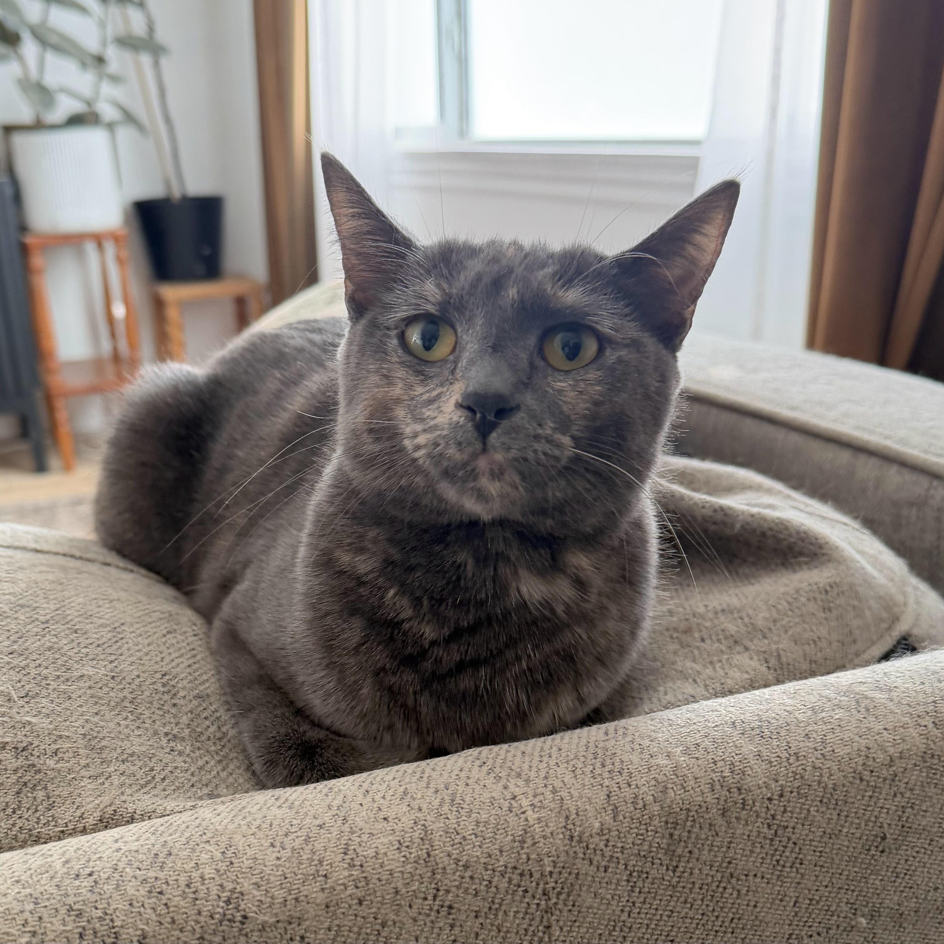 Enlarge Princess Peach, a Adoptable Domestic Short Hair in Kamloops, BC image 2/5