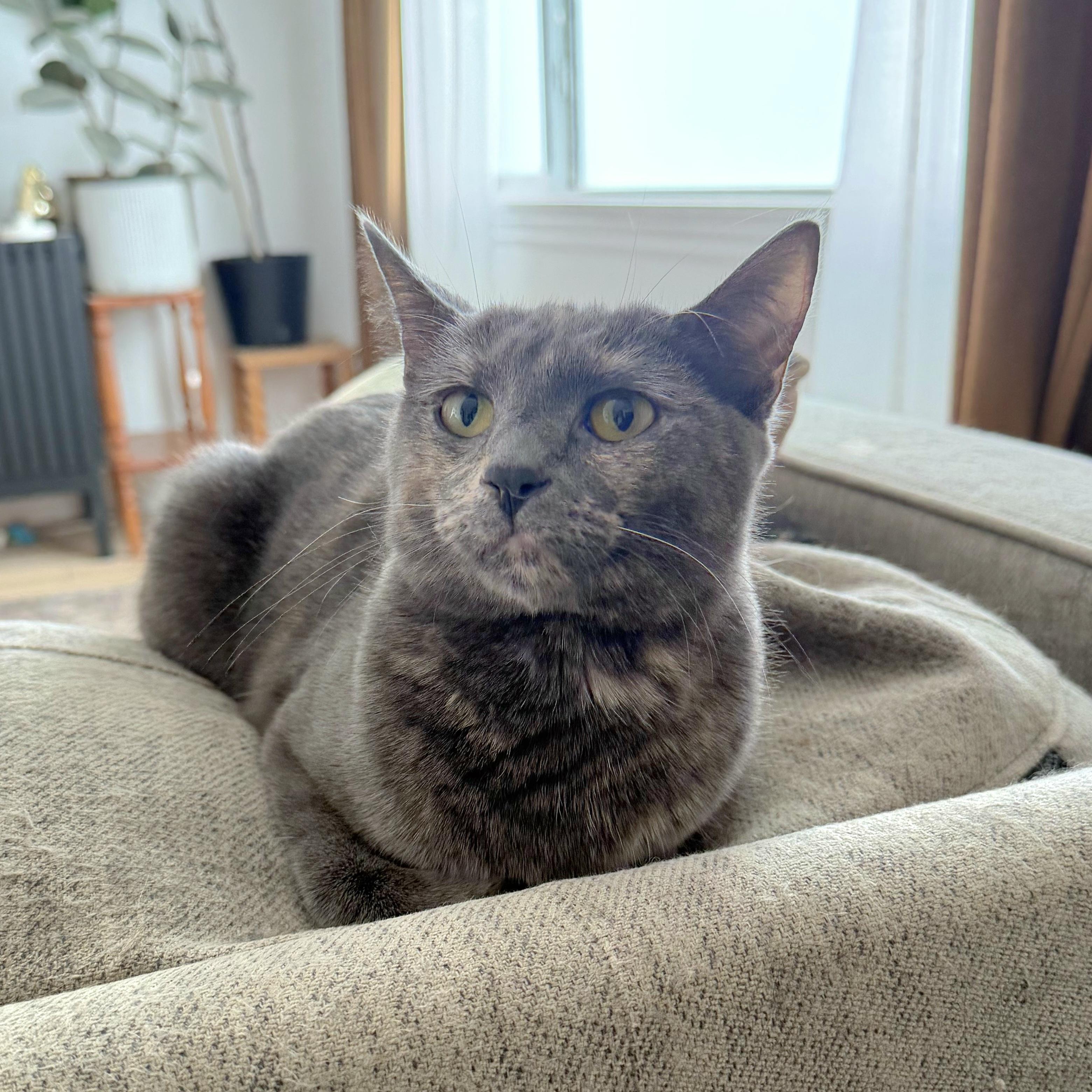 Enlarge Princess Peach, a Adoptable Domestic Short Hair in Kamloops, BC image 3/5
