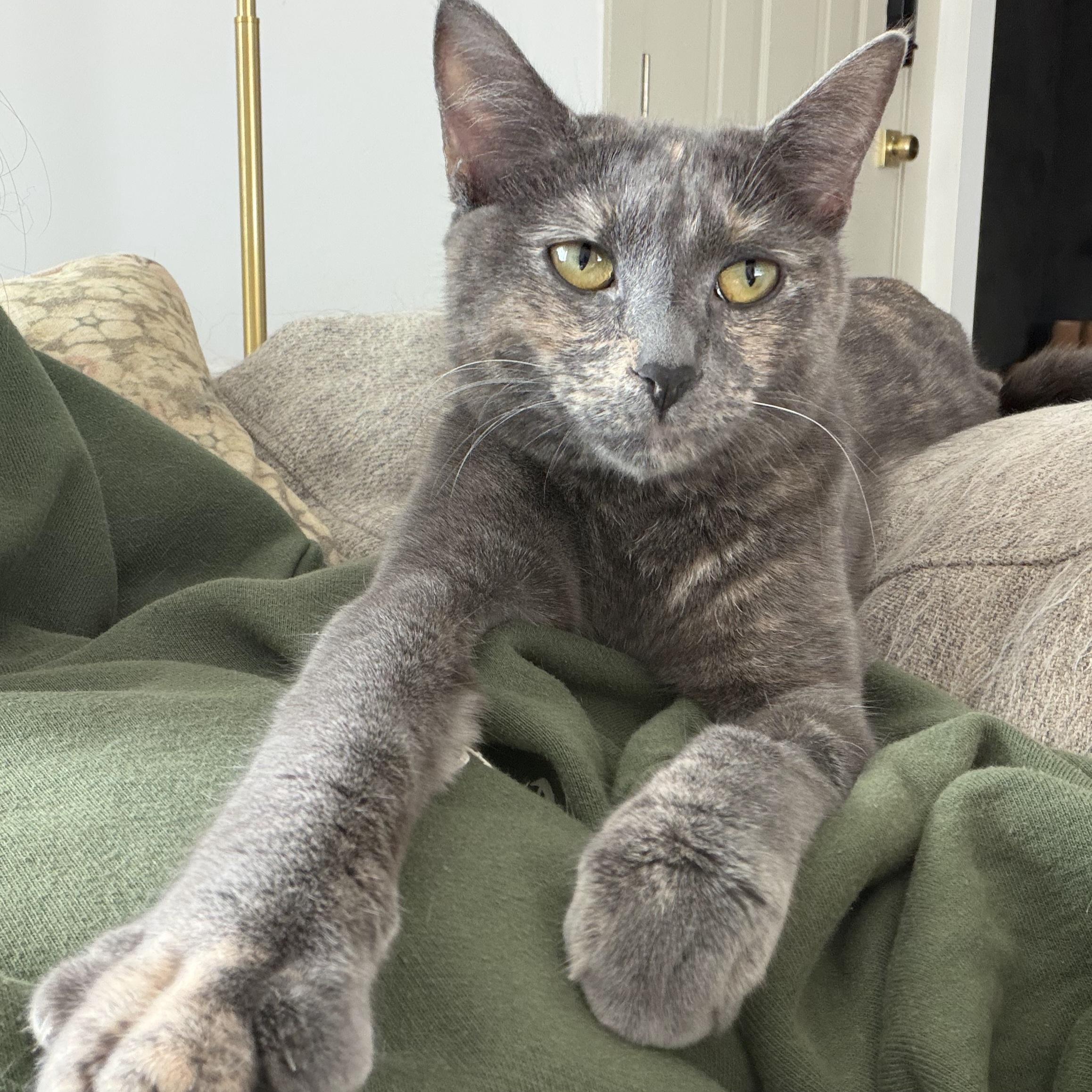 Enlarge Princess Peach, a Adoptable Domestic Short Hair in Kamloops, BC image 4/5