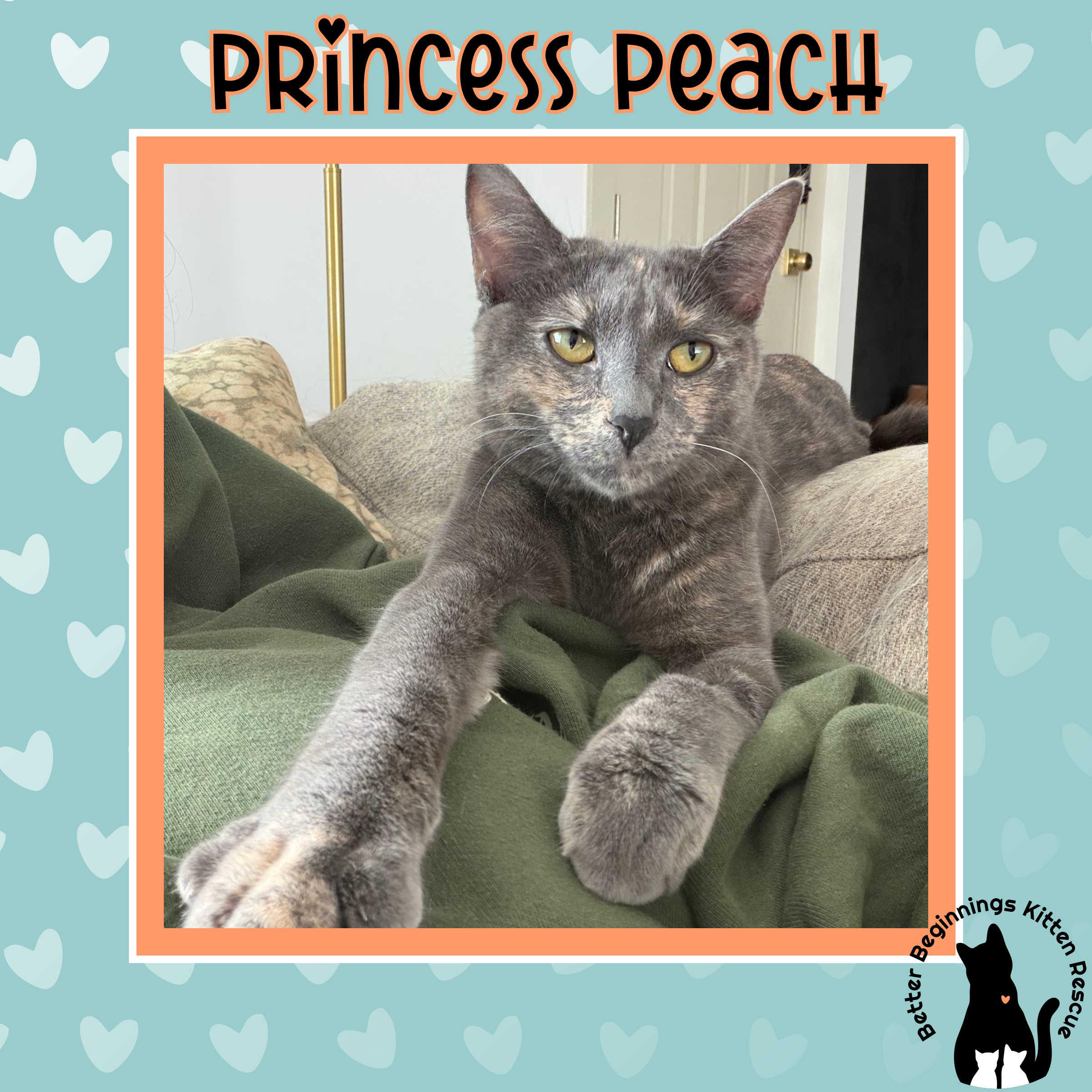 Enlarge Princess Peach, a Adoptable Domestic Short Hair in Kamloops, BC image 5/5