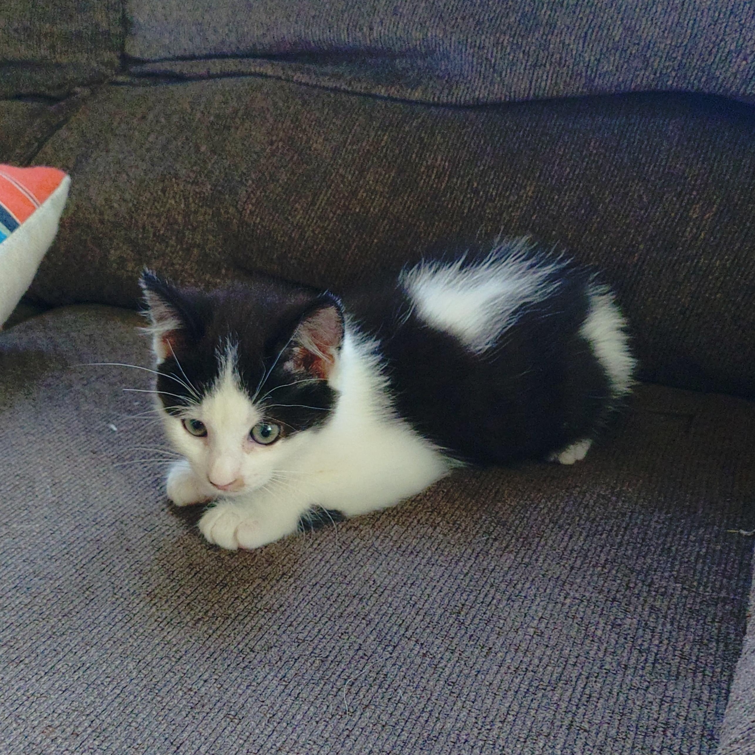 Enlarge Cassie's Kittens - The Boys, a Adopted Domestic Short Hair in Ottawa Lake, MI image 2/5