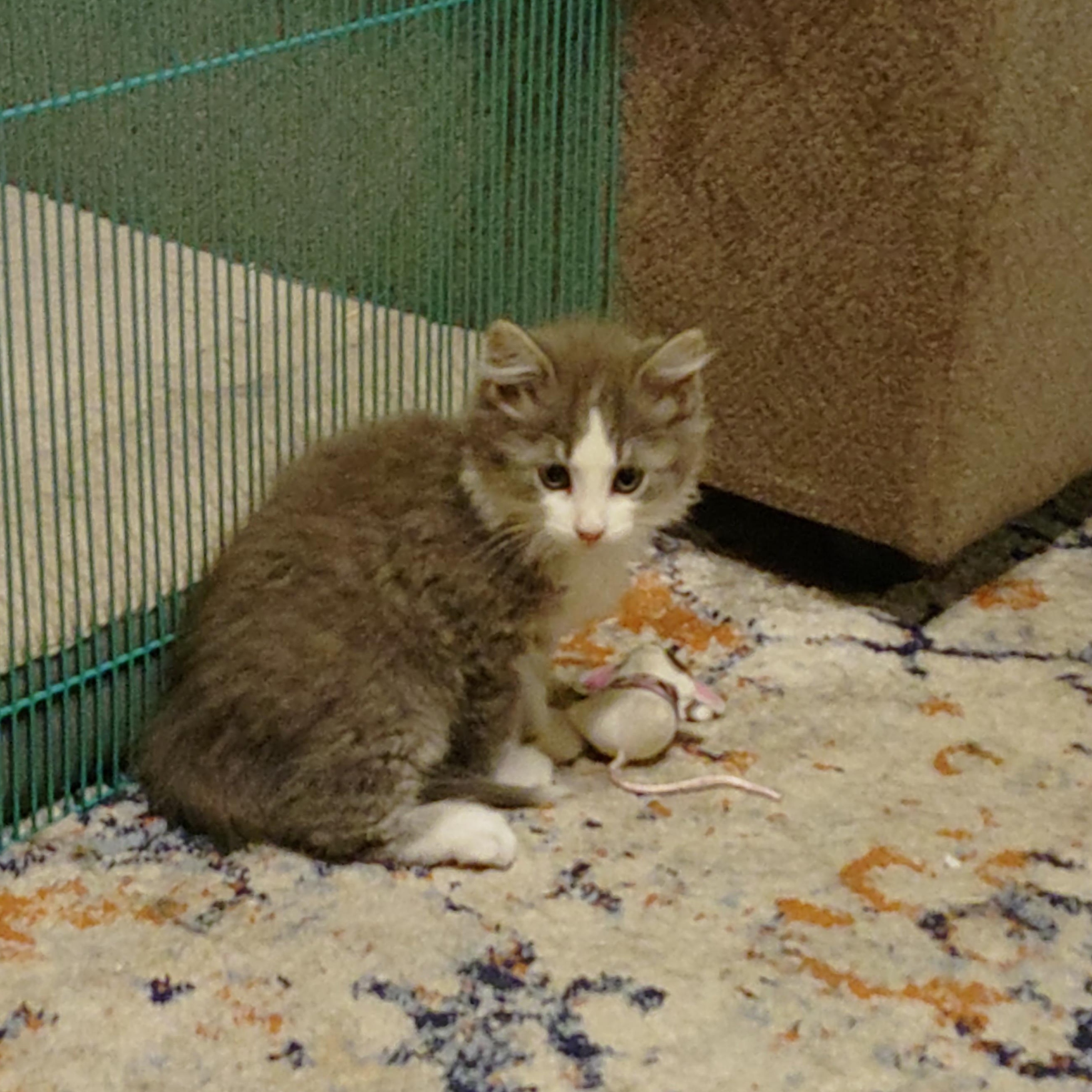 Enlarge Cassie's Kittens - The Boys, a Adopted Domestic Short Hair in Ottawa Lake, MI image 4/5