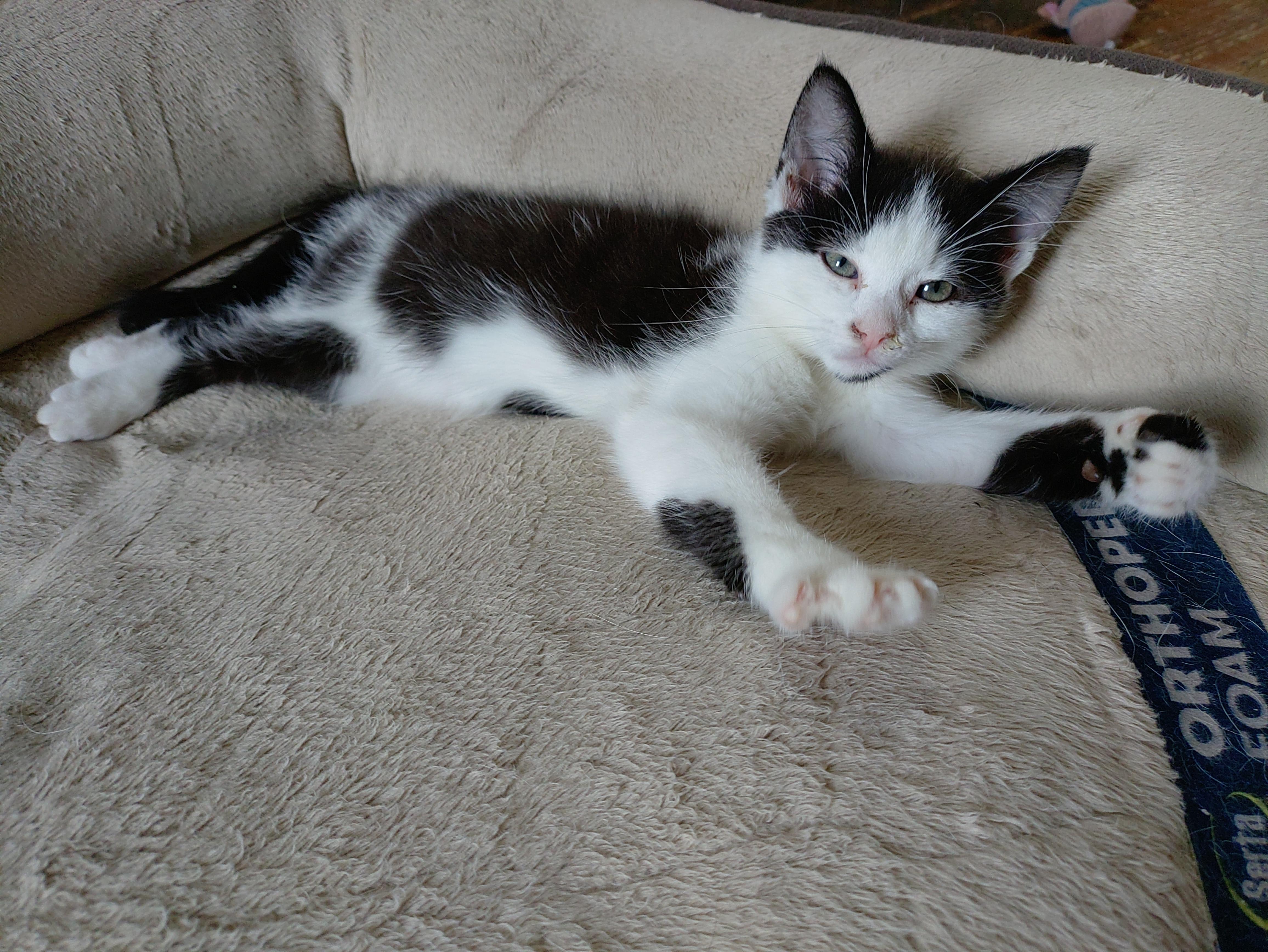 Cassie's Kittens - The Boys, Adopted, Kitten Male Domestic Short Hair.