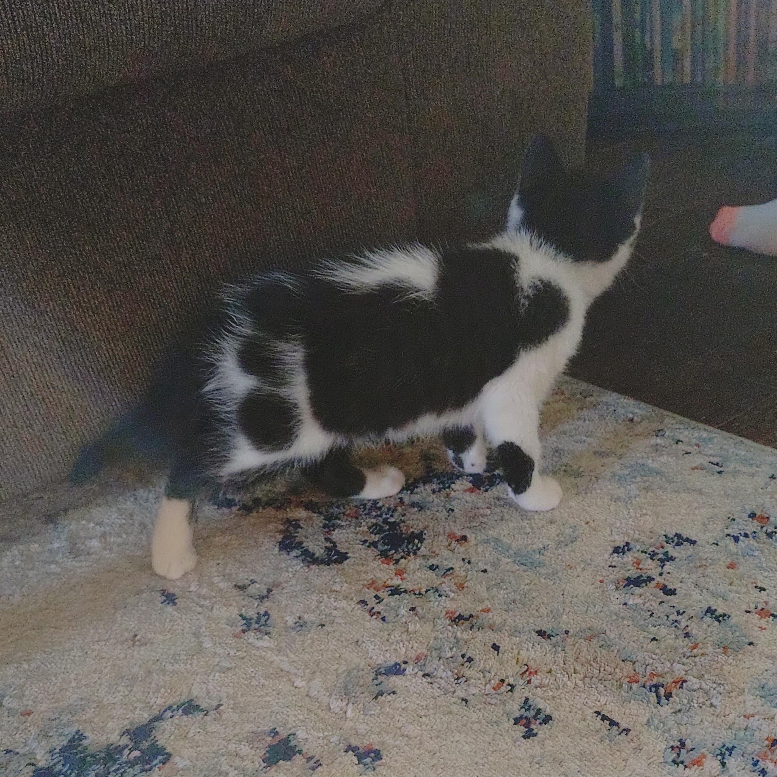 Enlarge Cassie's Kittens - The Boys, a Adopted Domestic Short Hair in Ottawa Lake, MI image 3/5