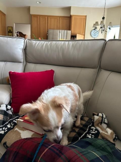 Enlarge Dewey, a Adoptable mixed breed in Claremont, CA image 1/6