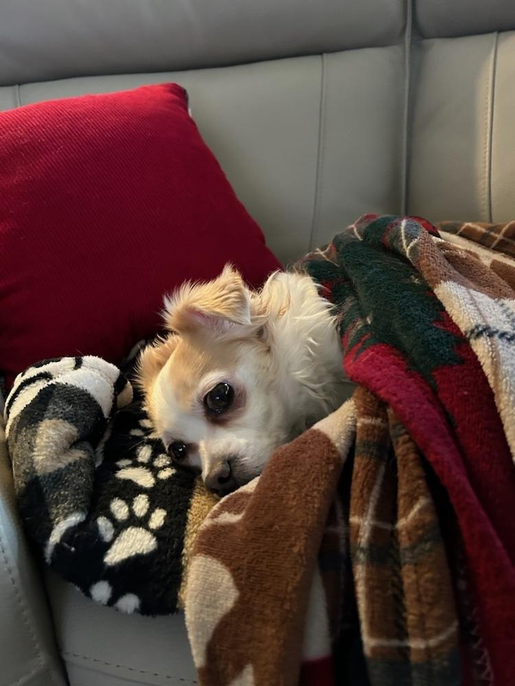 Enlarge Dewey, a Adoptable mixed breed in Claremont, CA image 2/6