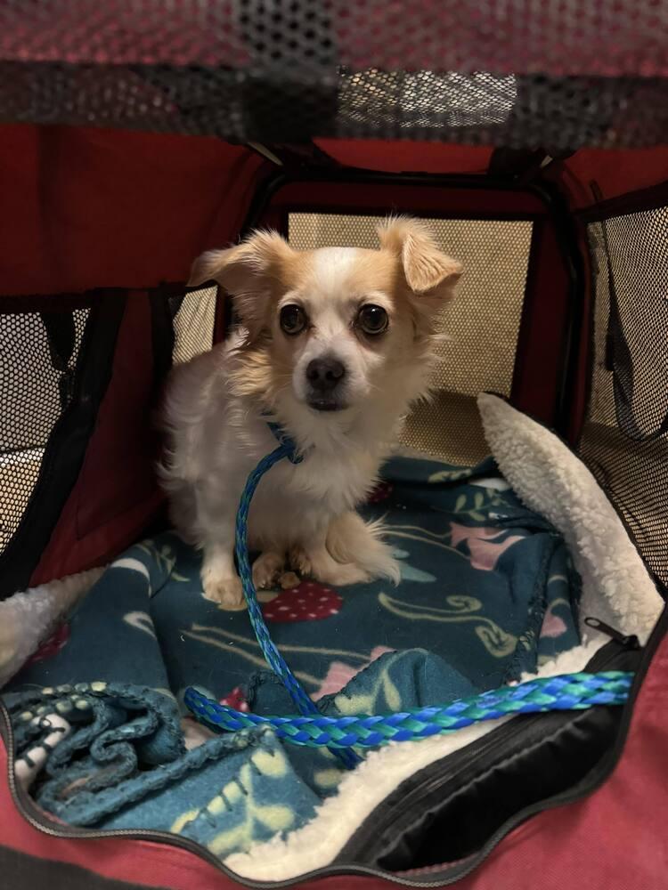 Enlarge Dewey, a Adoptable mixed breed in Claremont, CA image 3/6