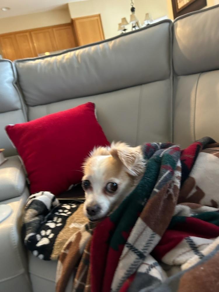 Enlarge Dewey, a Adoptable mixed breed in Claremont, CA image 4/6