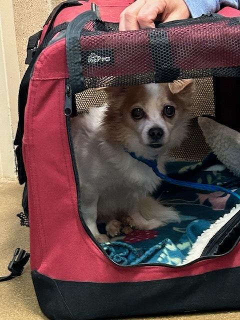 Enlarge Dewey, a Adoptable mixed breed in Claremont, CA image 5/6