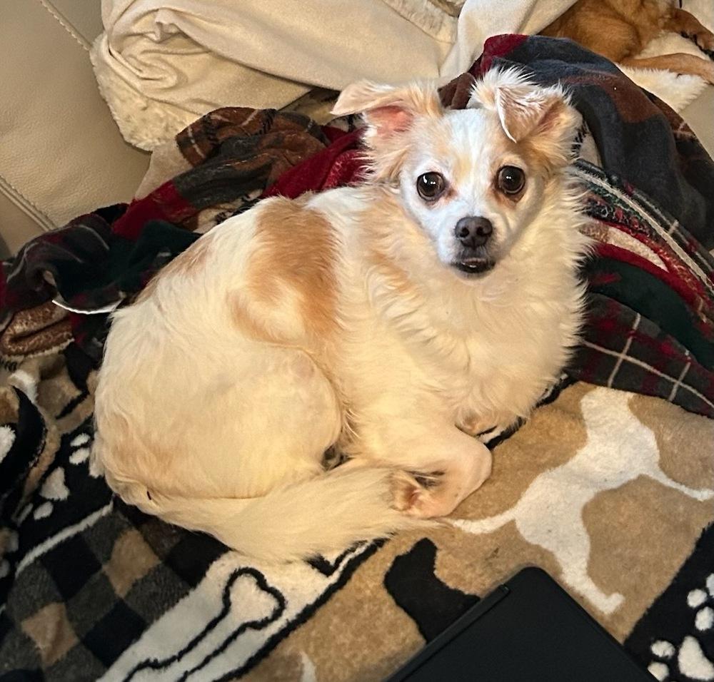 Enlarge Dewey, a Adoptable mixed breed in Claremont, CA image 6/6