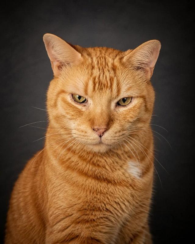 Big OJ, a Adoptable Domestic Short Hair in Gettysburg, PA image 1/3