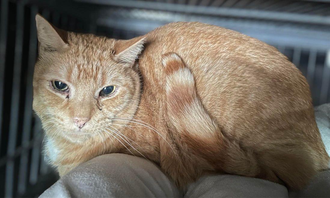 Enlarge Big OJ, a Adoptable Domestic Short Hair in Gettysburg, PA image 1/2