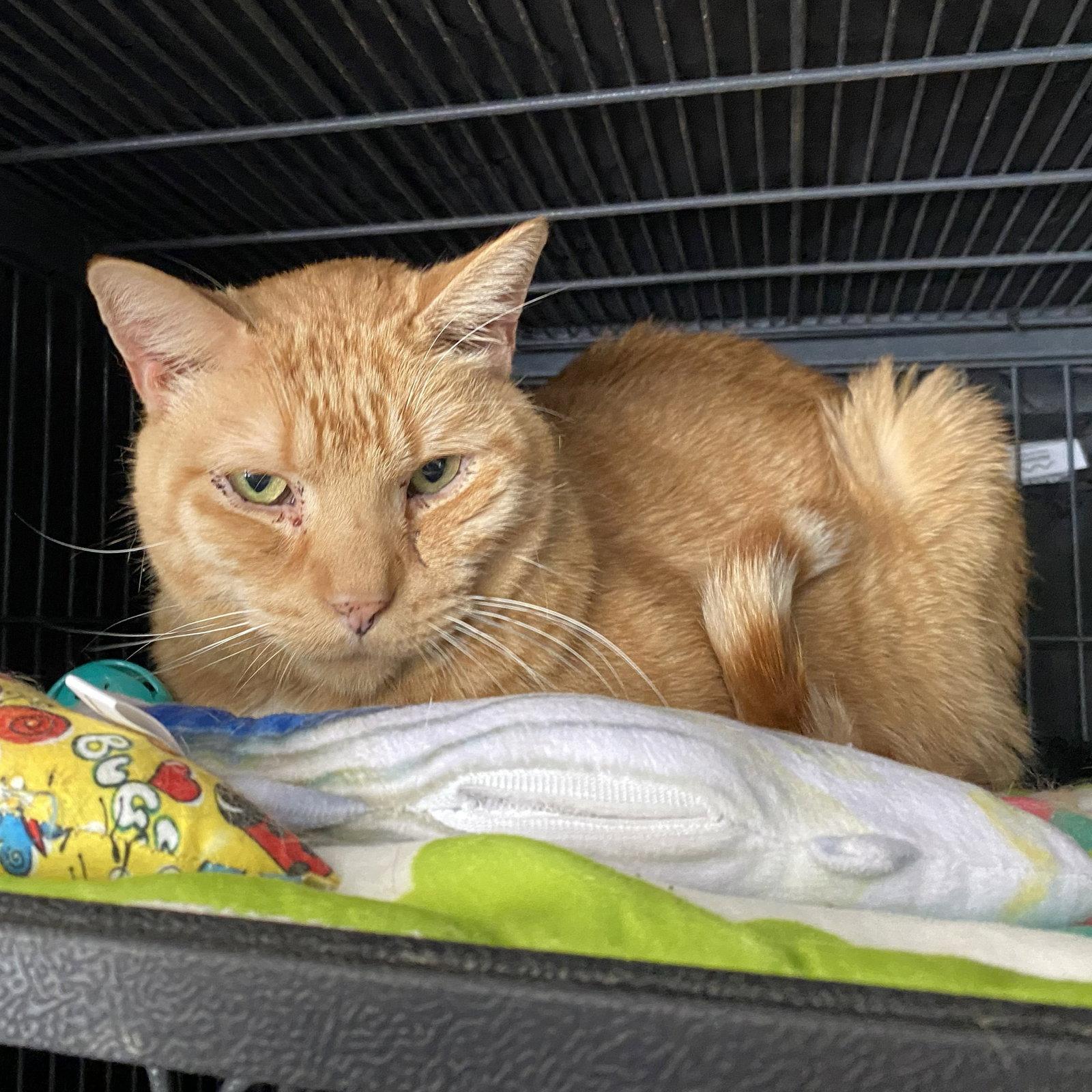 Big OJ, a Adoptable Domestic Short Hair in Gettysburg, PA image 2/3