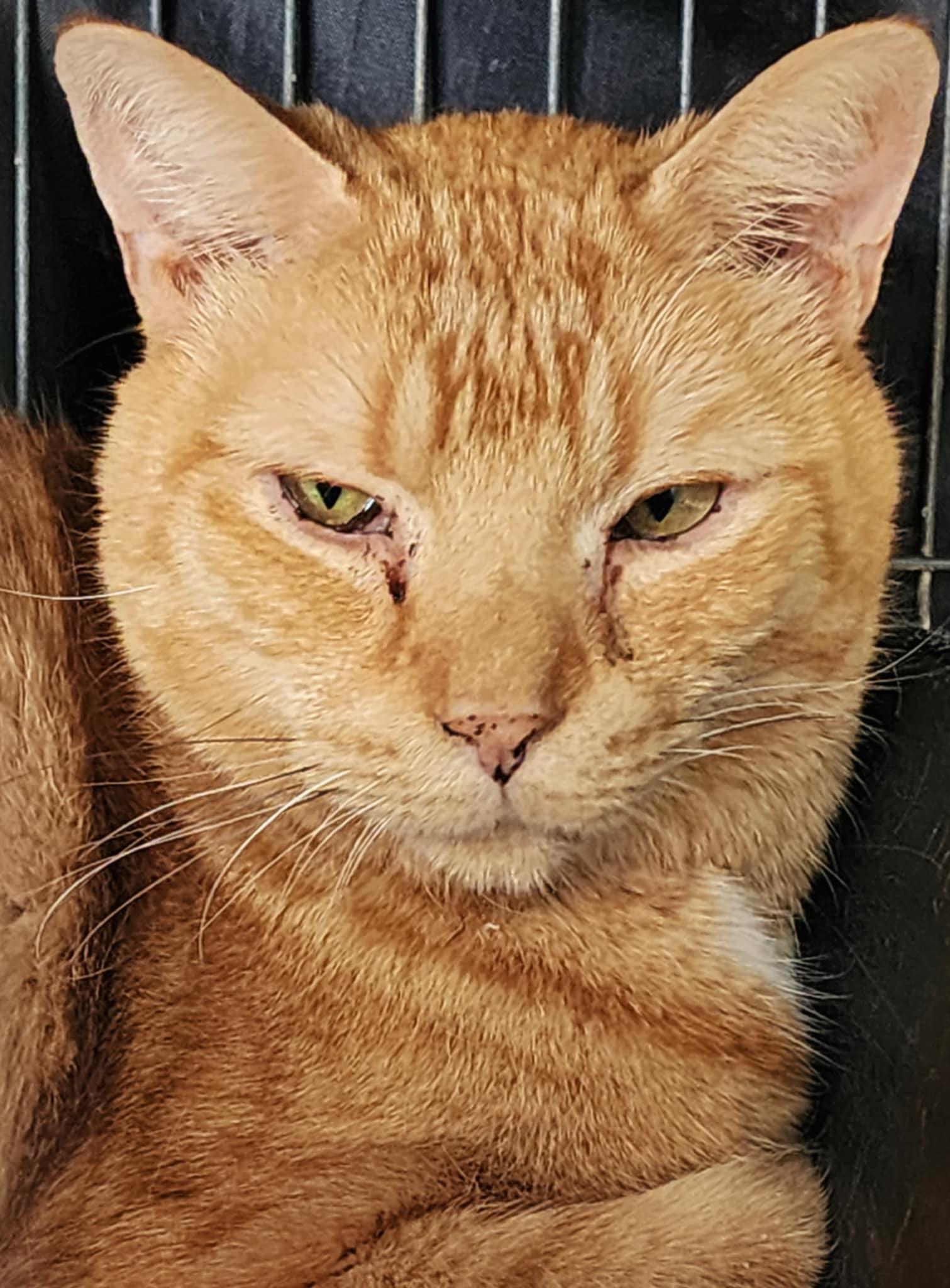 Enlarge Big OJ, a Adoptable Domestic Short Hair in Gettysburg, PA image 2/2