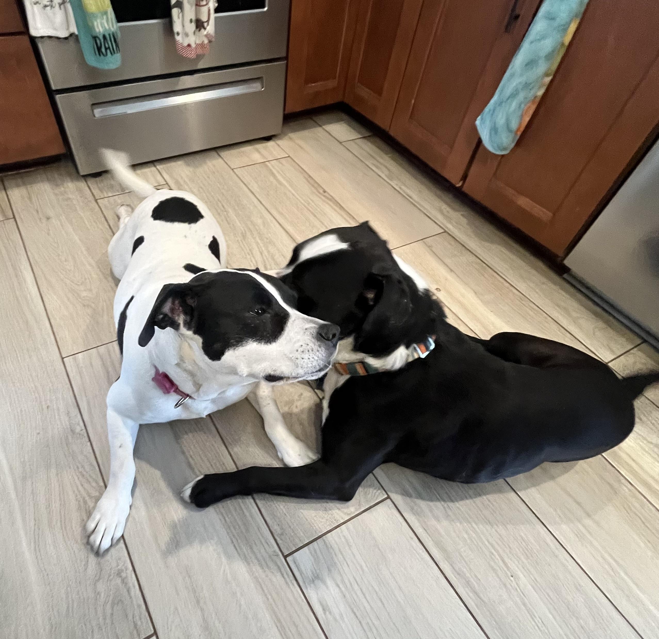 Enlarge Bandit, a Adopted mixed breed in St. Clair Shores, MI image 1/5