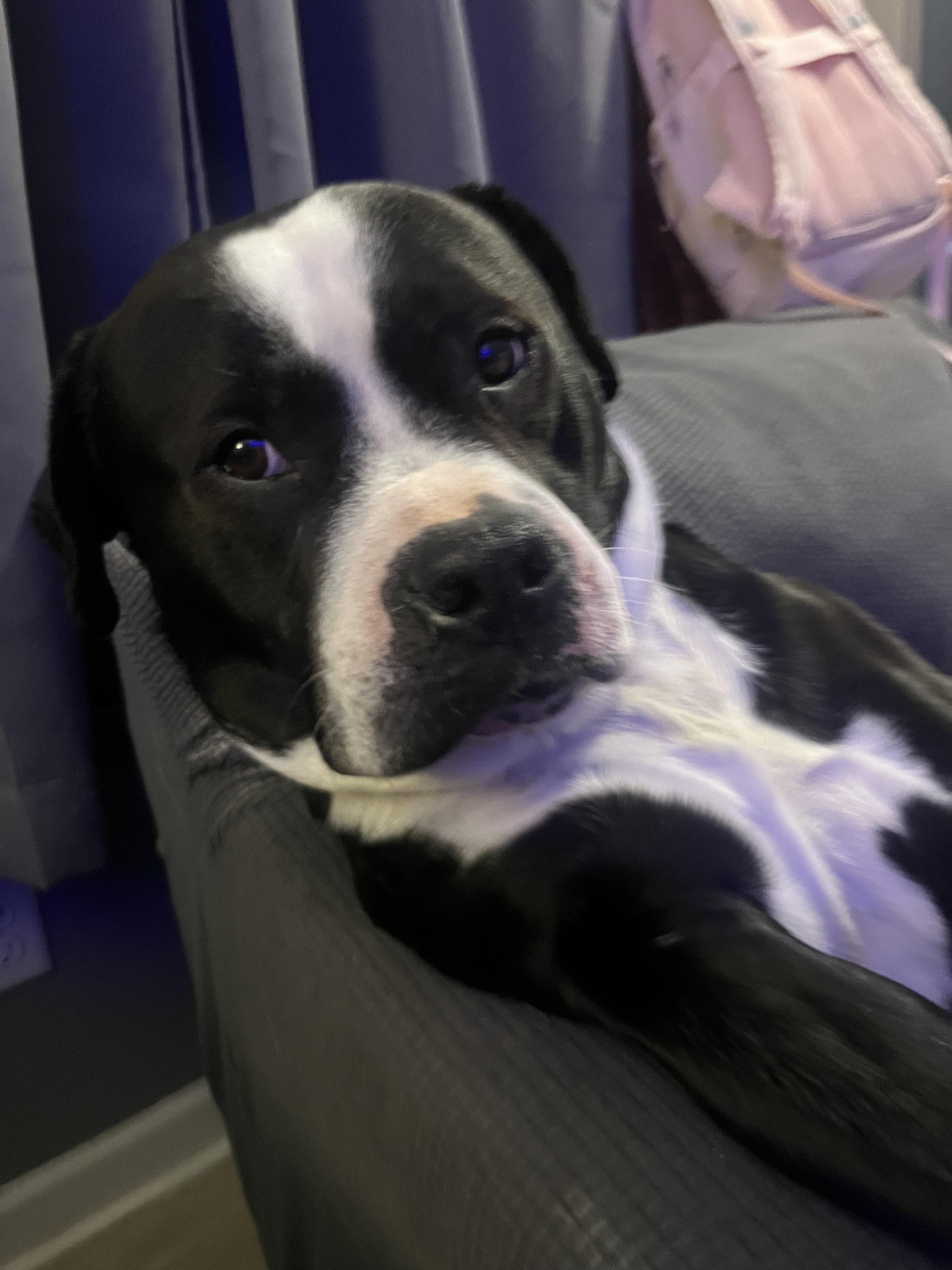 Enlarge Bandit, a Adopted mixed breed in St. Clair Shores, MI image 2/5