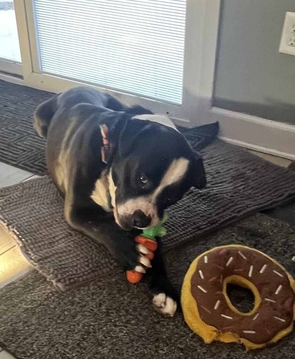 Enlarge Bandit, a Adopted mixed breed in St. Clair Shores, MI image 3/5