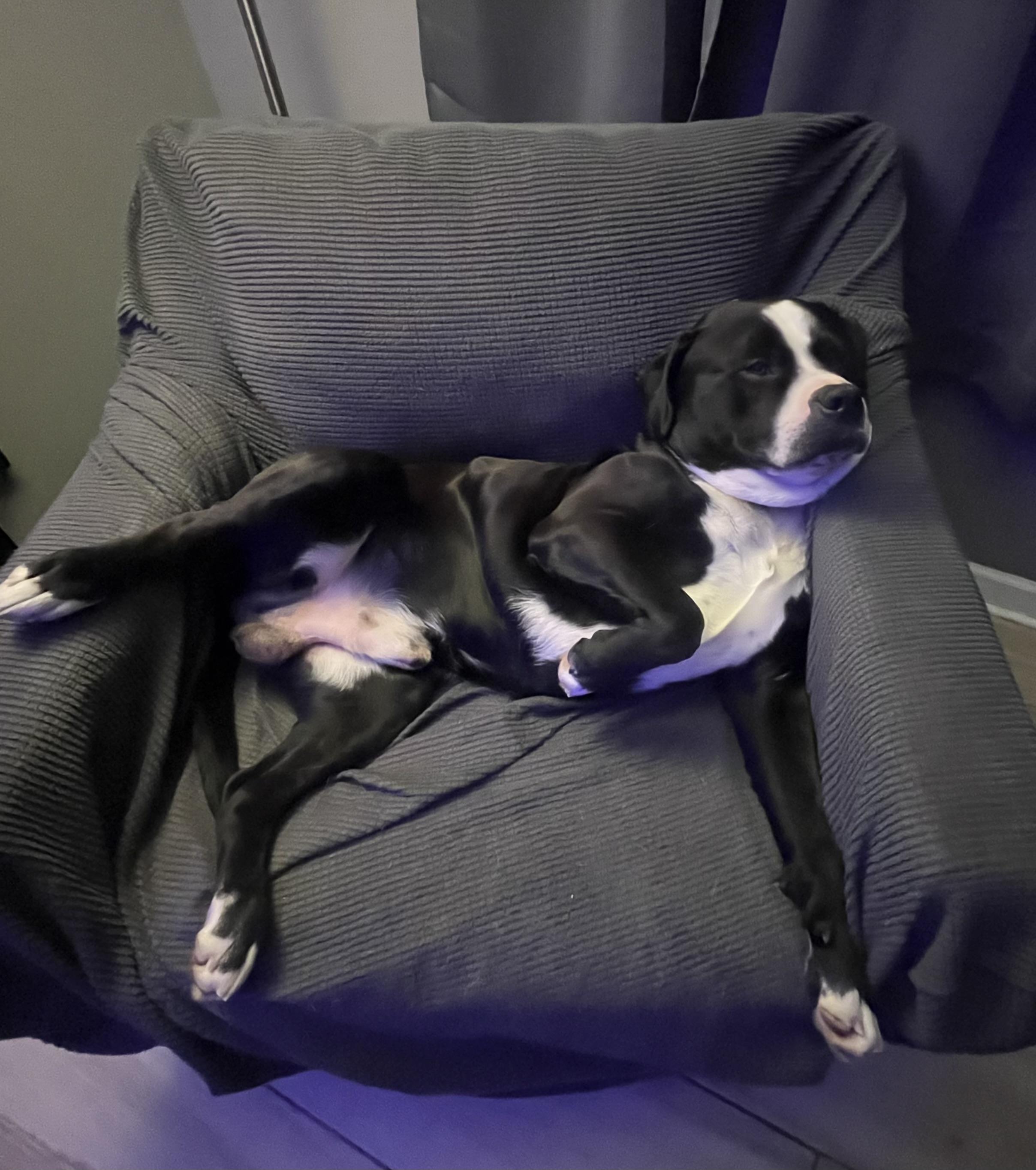 Enlarge Bandit, a Adopted mixed breed in St. Clair Shores, MI image 5/5