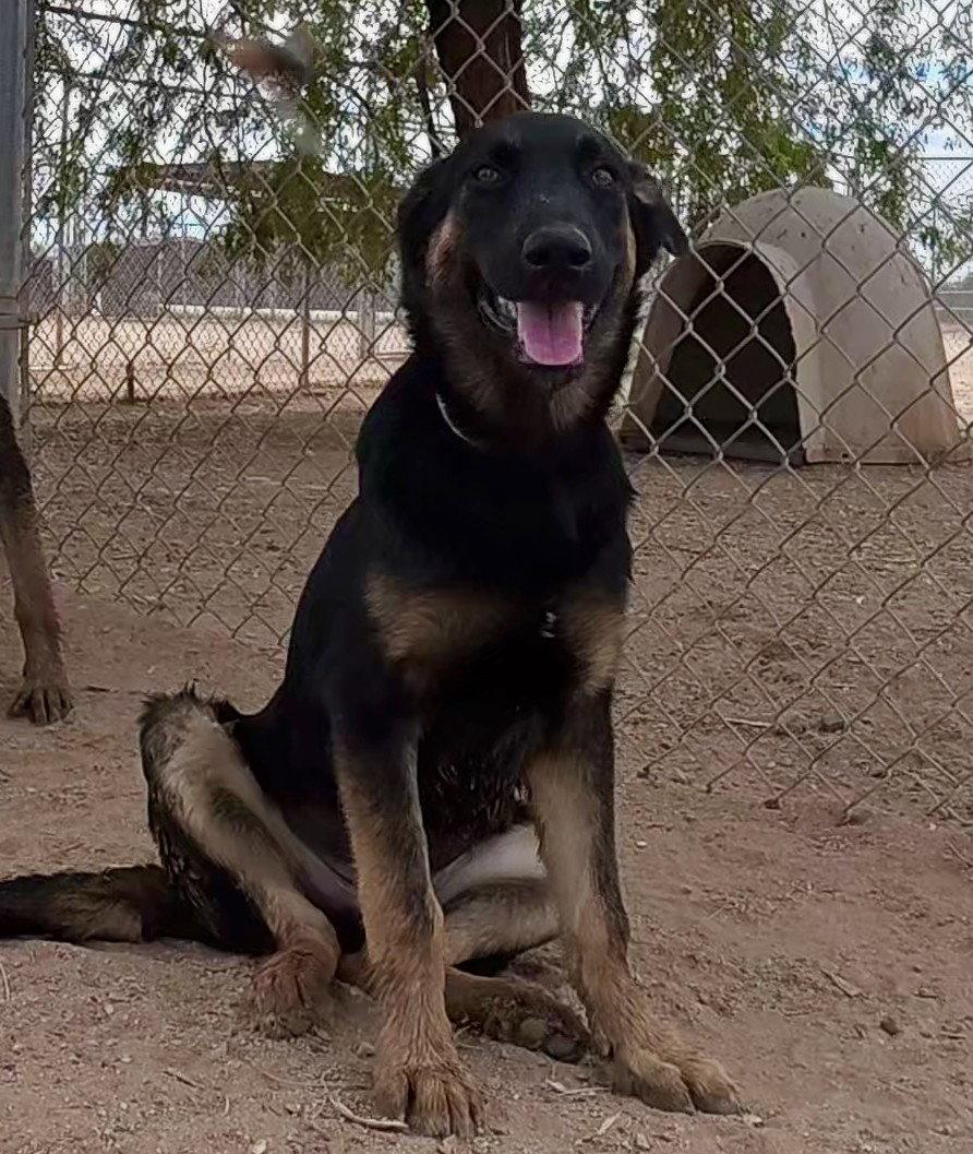 Scout, Adopted, Young Male German Shepherd Dog.