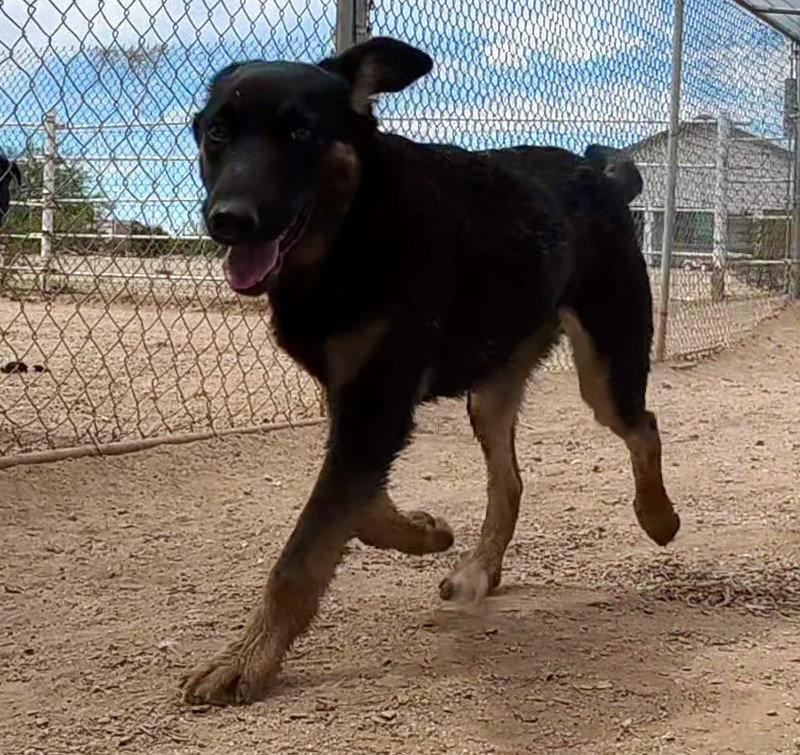 Enlarge Scout, a Adopted German Shepherd Dog in Queen Creek, AZ image 2/3